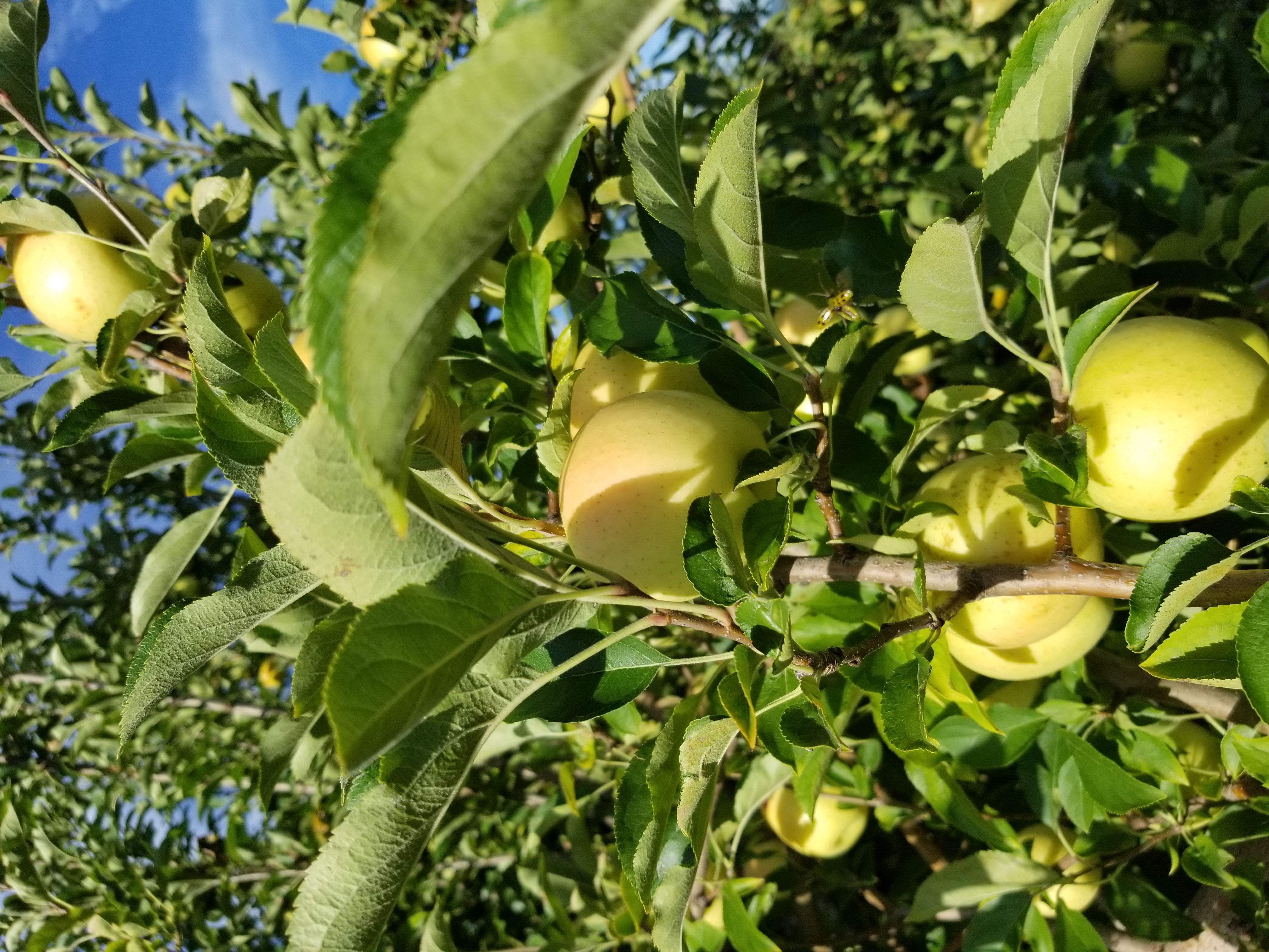 Apple orchard with a close-up shot of an apple tree