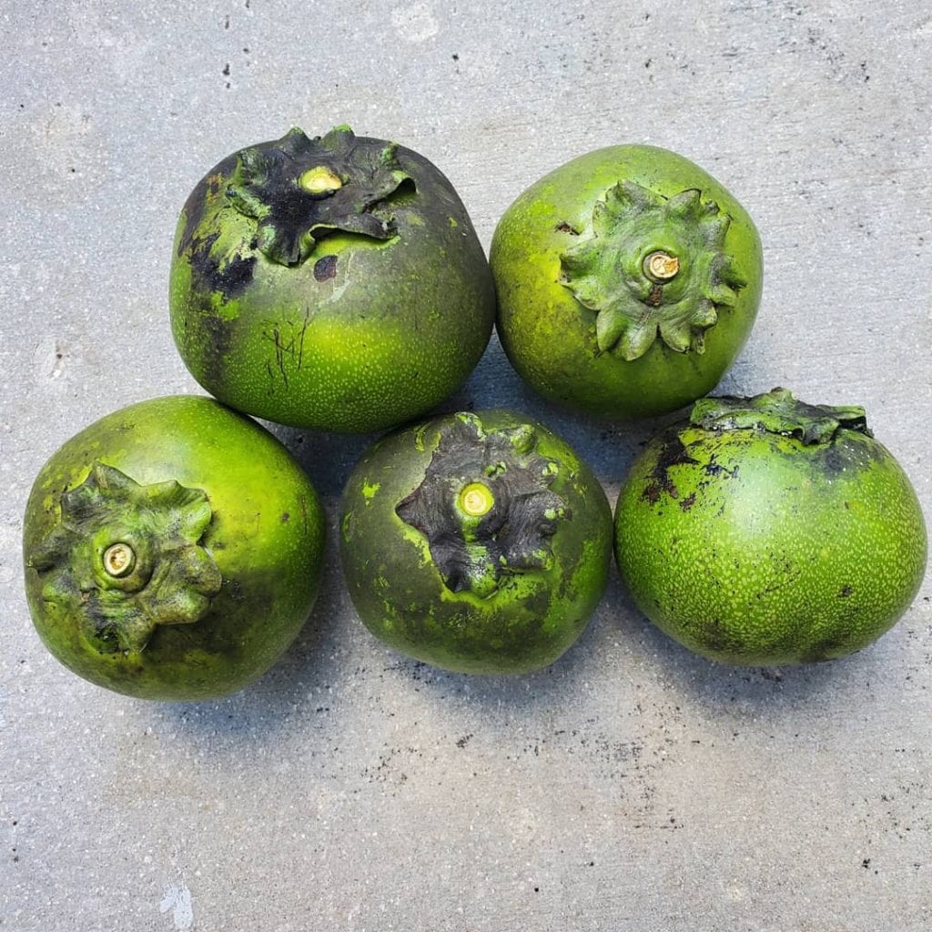 black sapote