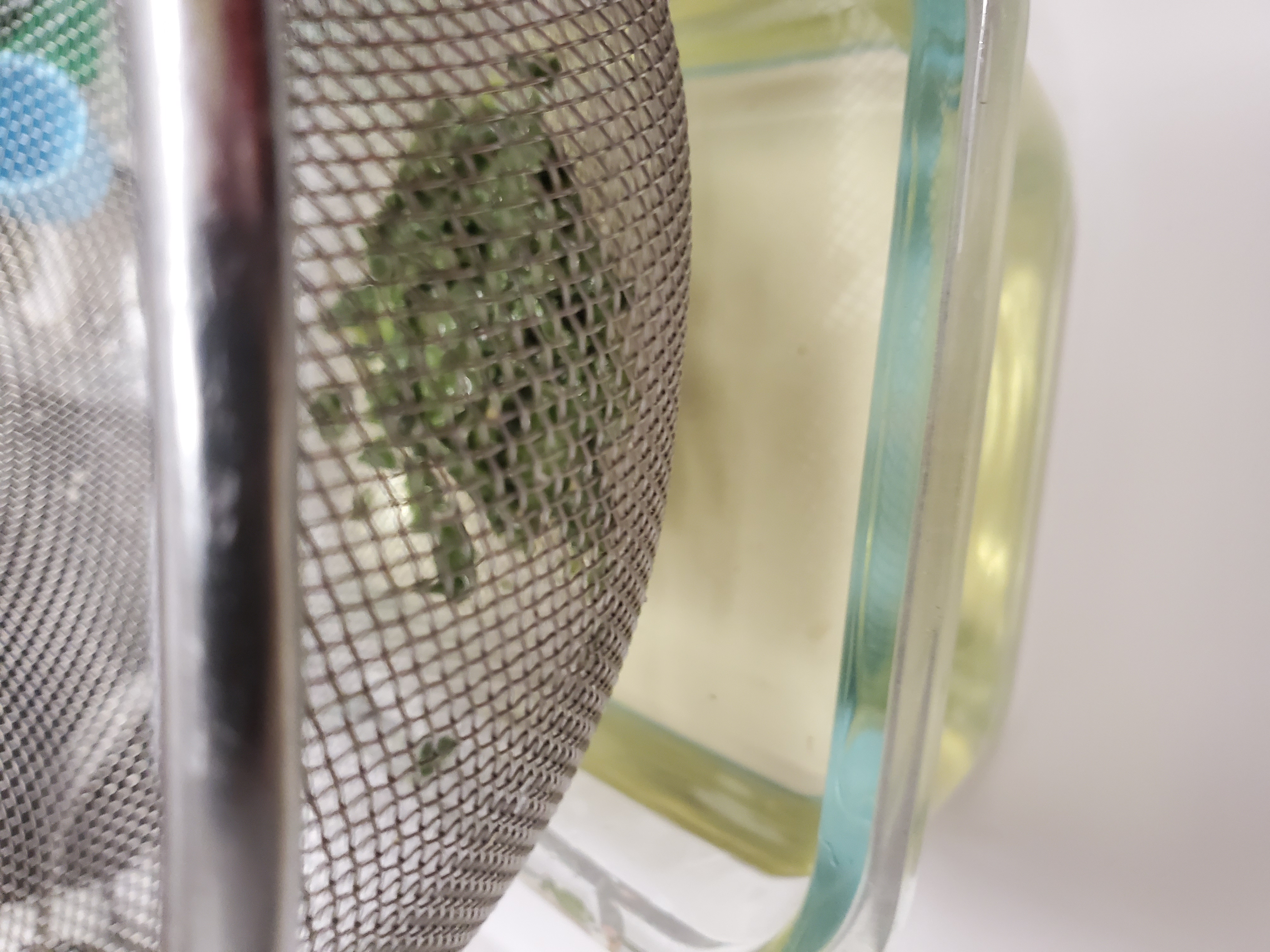 straining the mint from the simple syrup in a colander