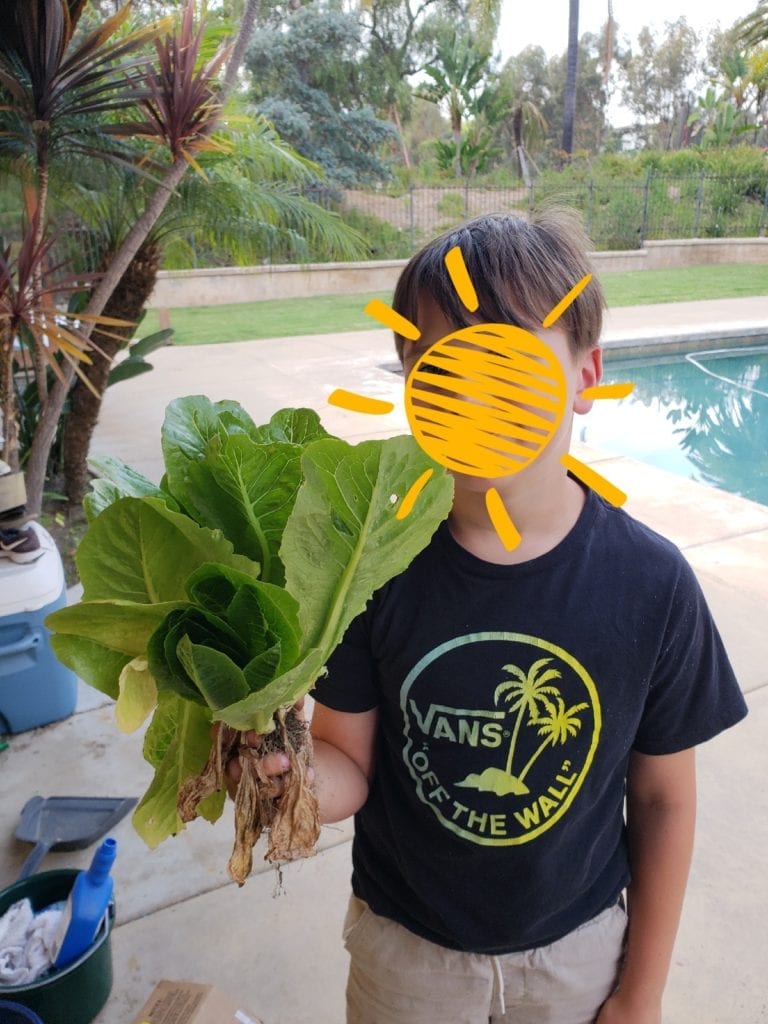 Nephew holding romaine lettuce from his garden