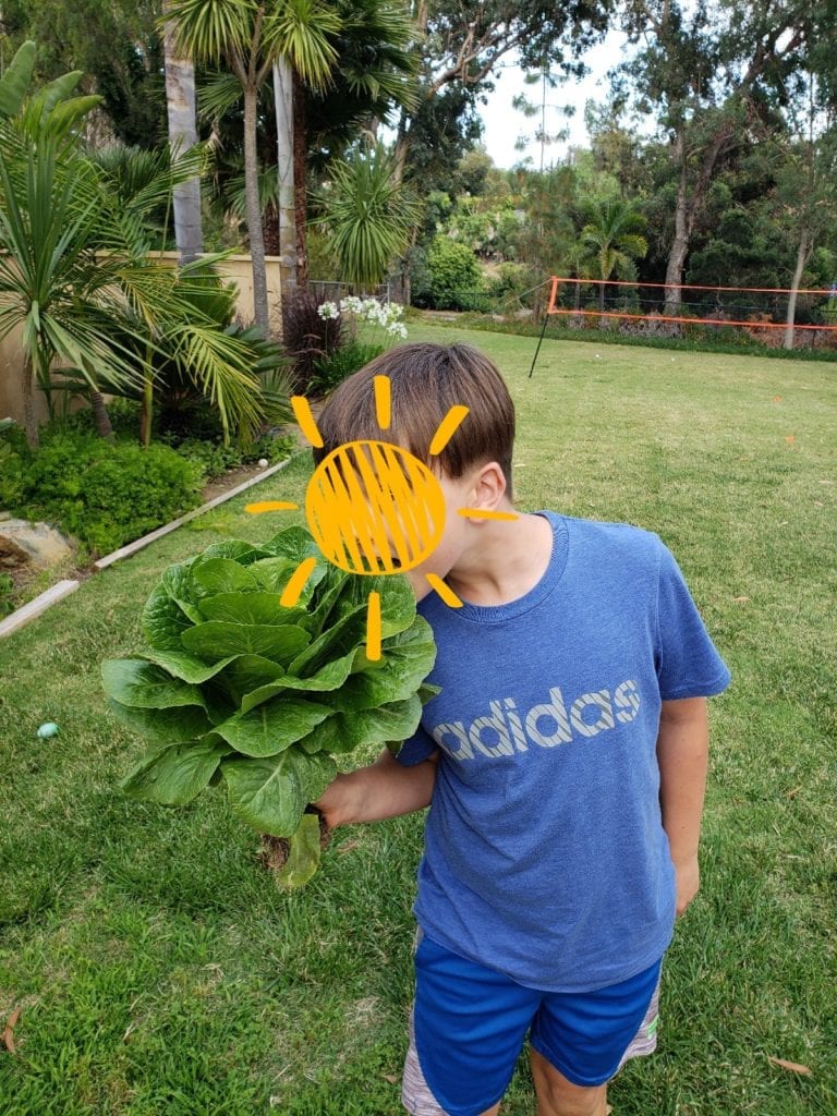 Nephew pretending to eat the head of romaine lettuce from his garden