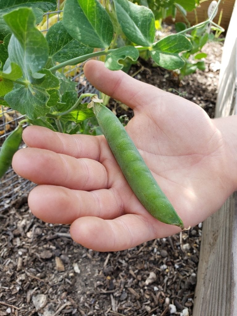 Sugar snap pea in a hand overlooking the garden