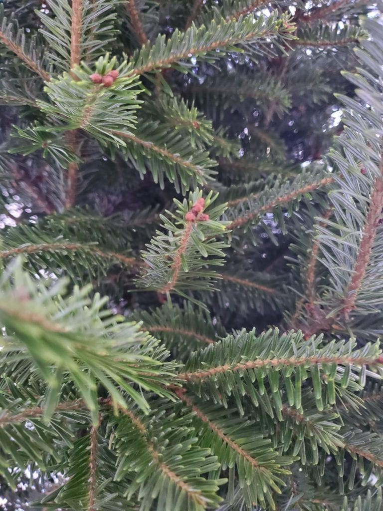 Pine tree