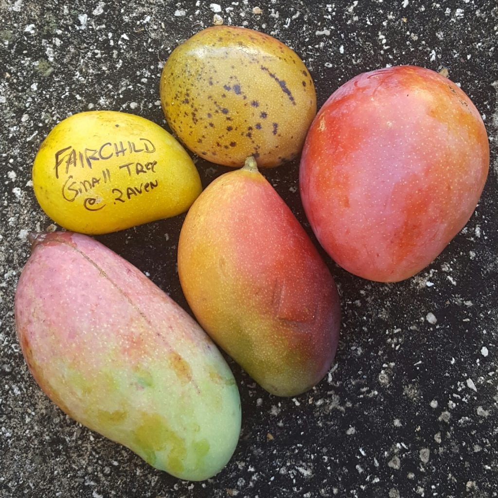 mangos