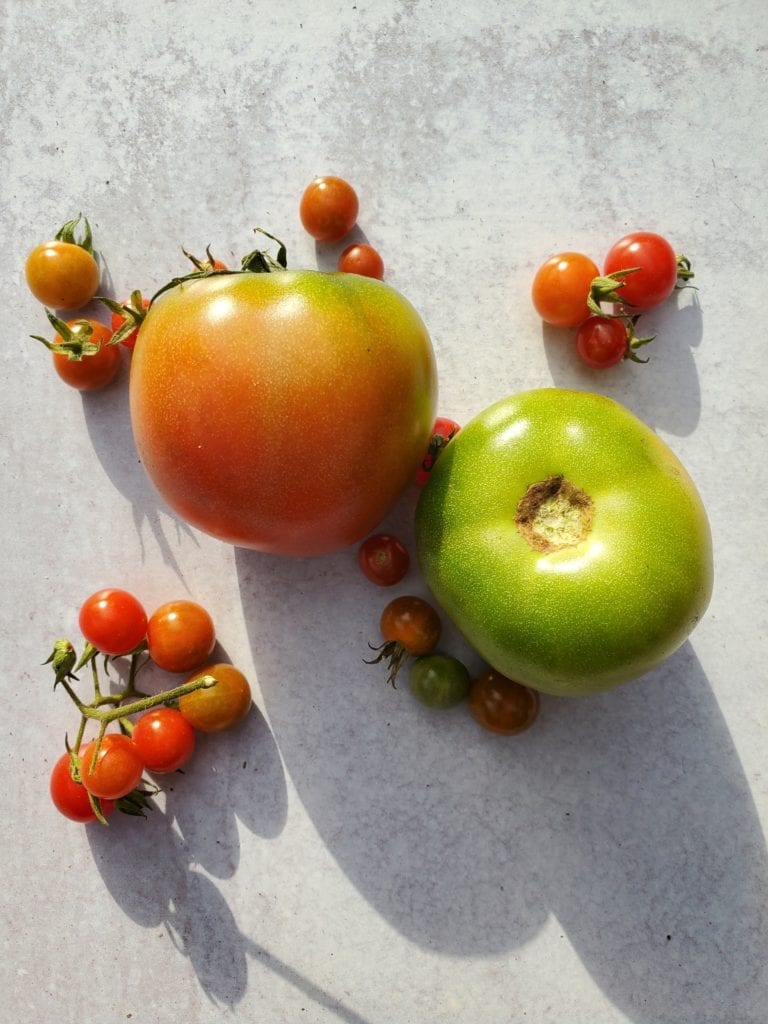 display of tomatoes from the garden