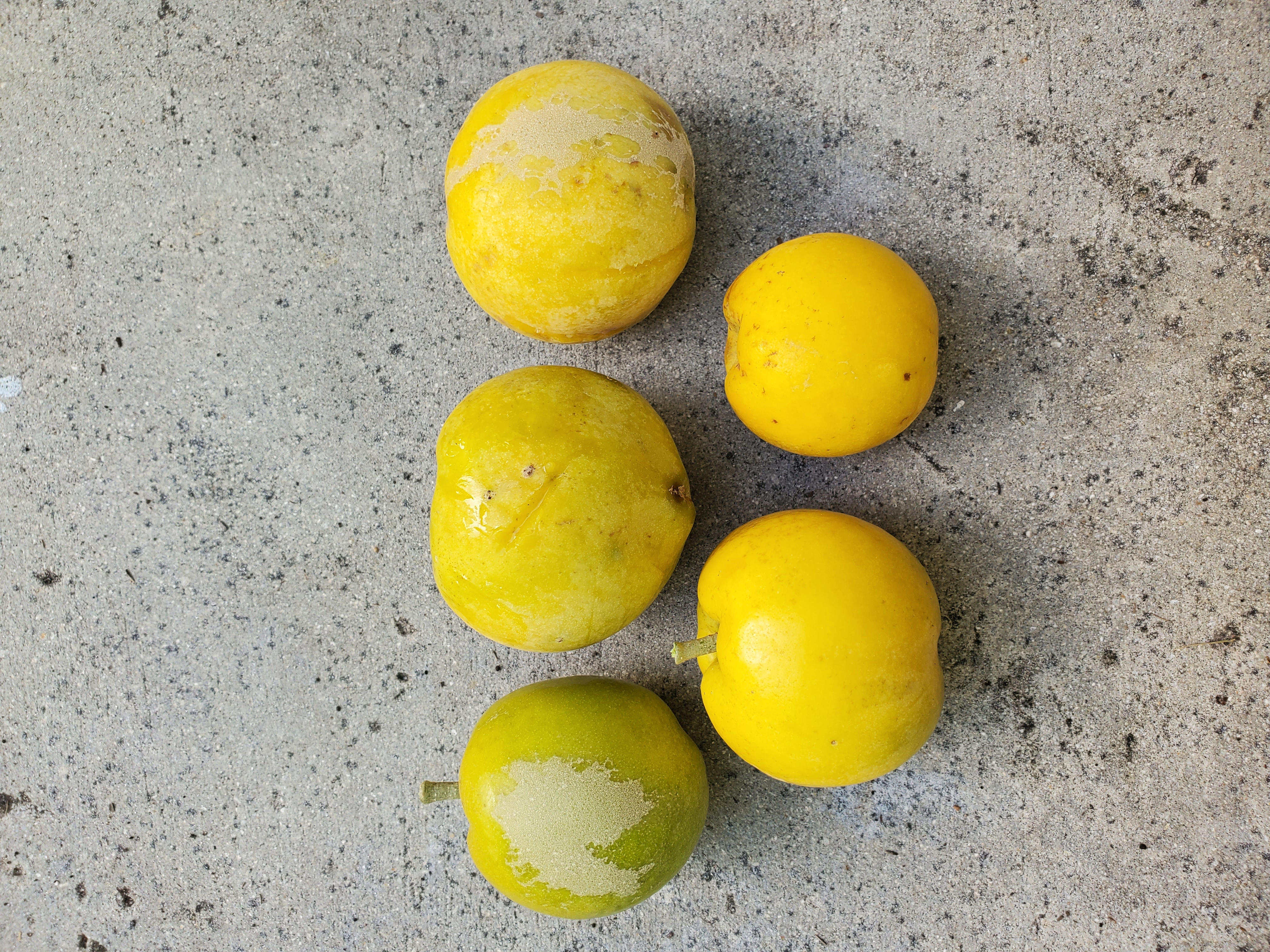 White Sapote fruit