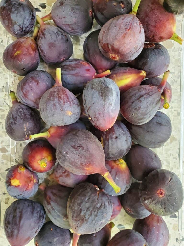 Close-up of figs