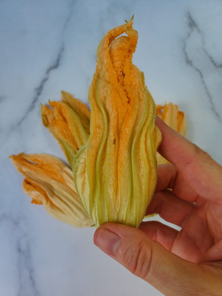 Squash Blossoms