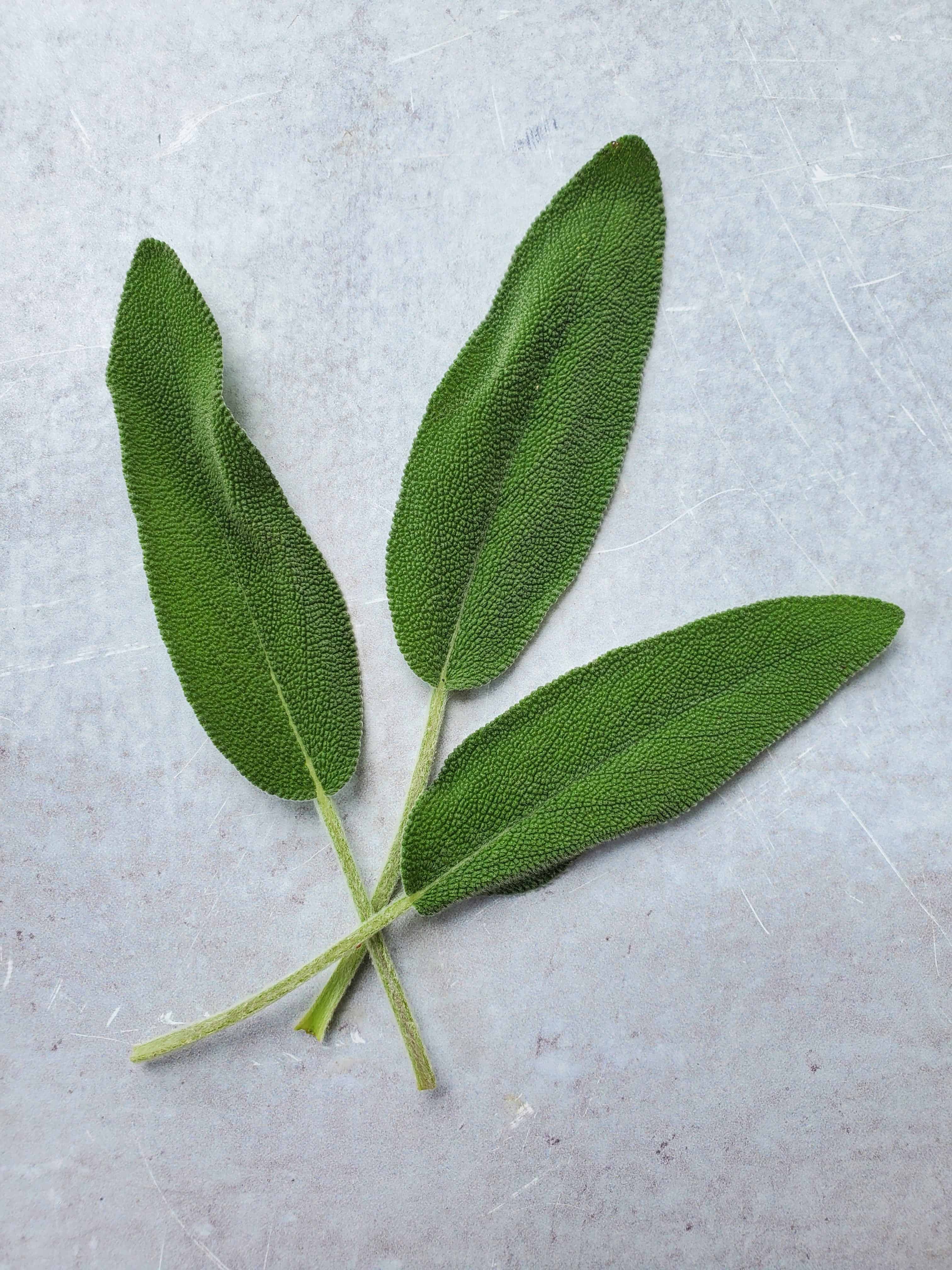 Sage leaves