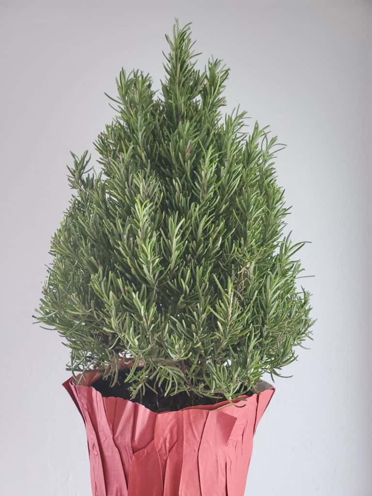 Mini Christmas Tree made of Rosemary