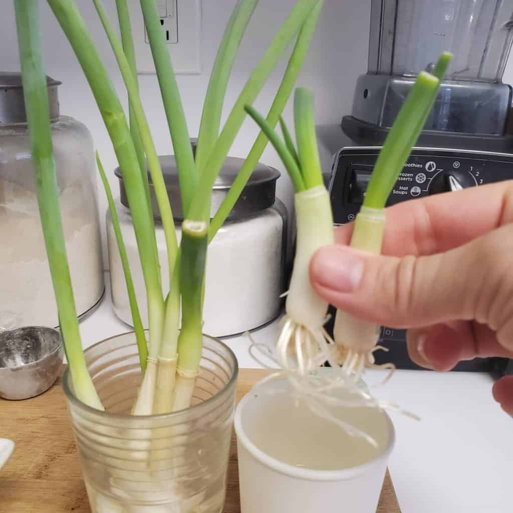 Scallions being regrown after cutting them