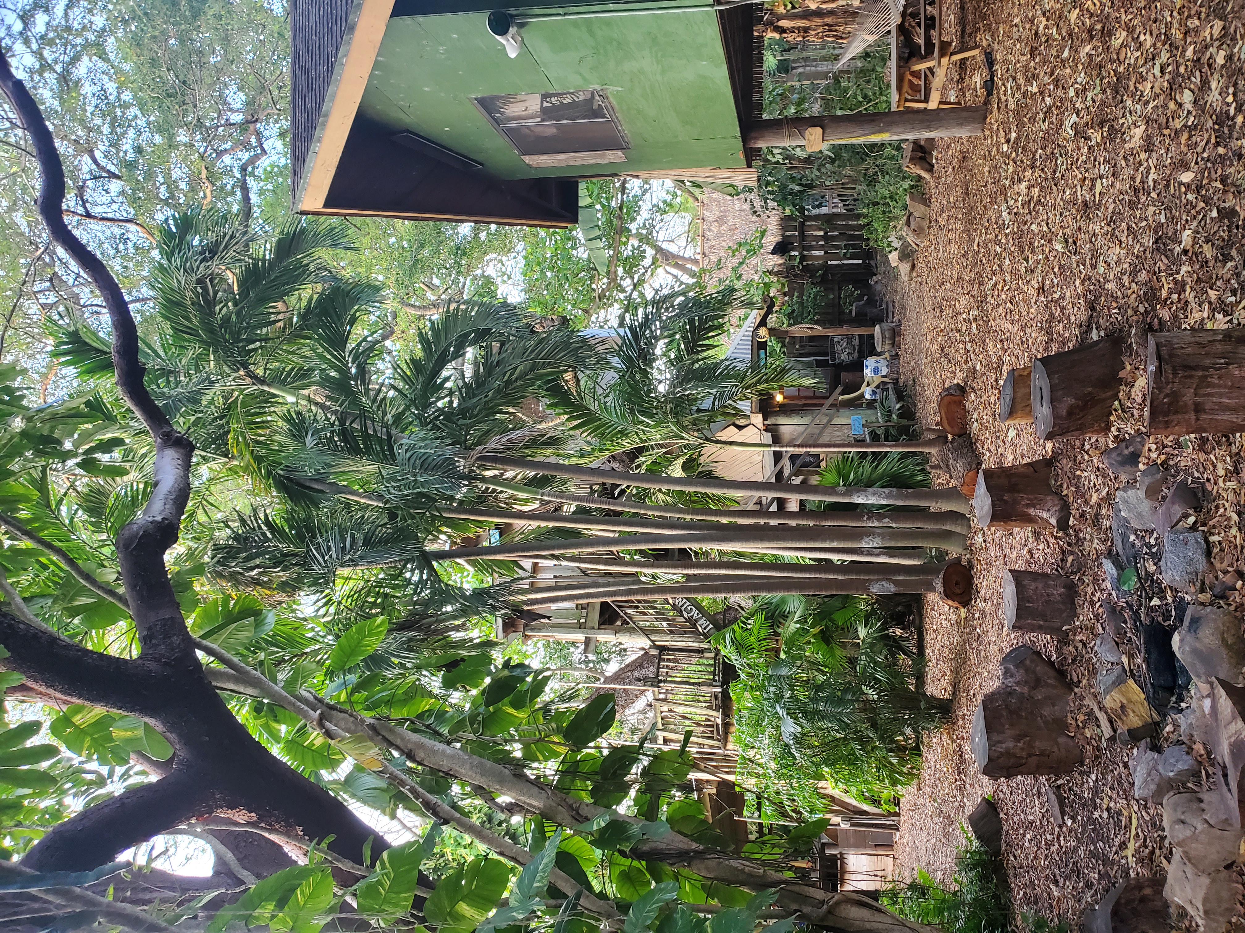 Farm To Table Dinner - Outside Trees and Treehouse