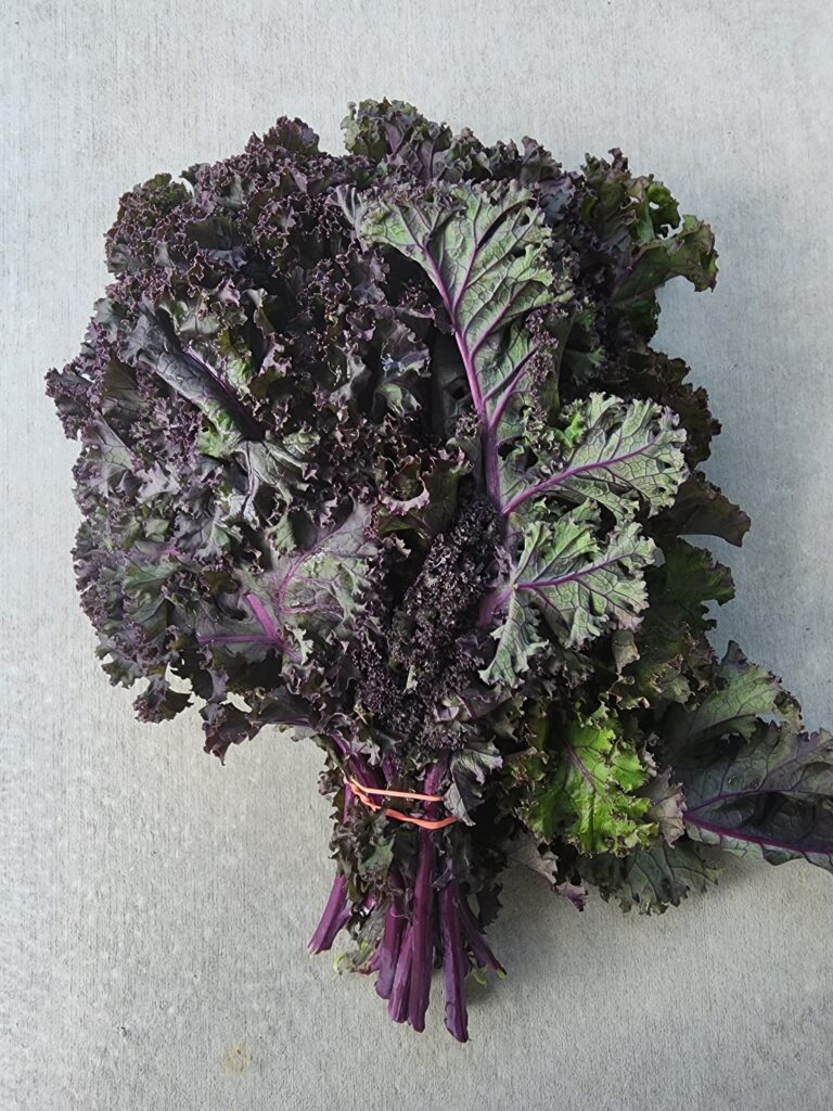 Bunch of Purple Kale