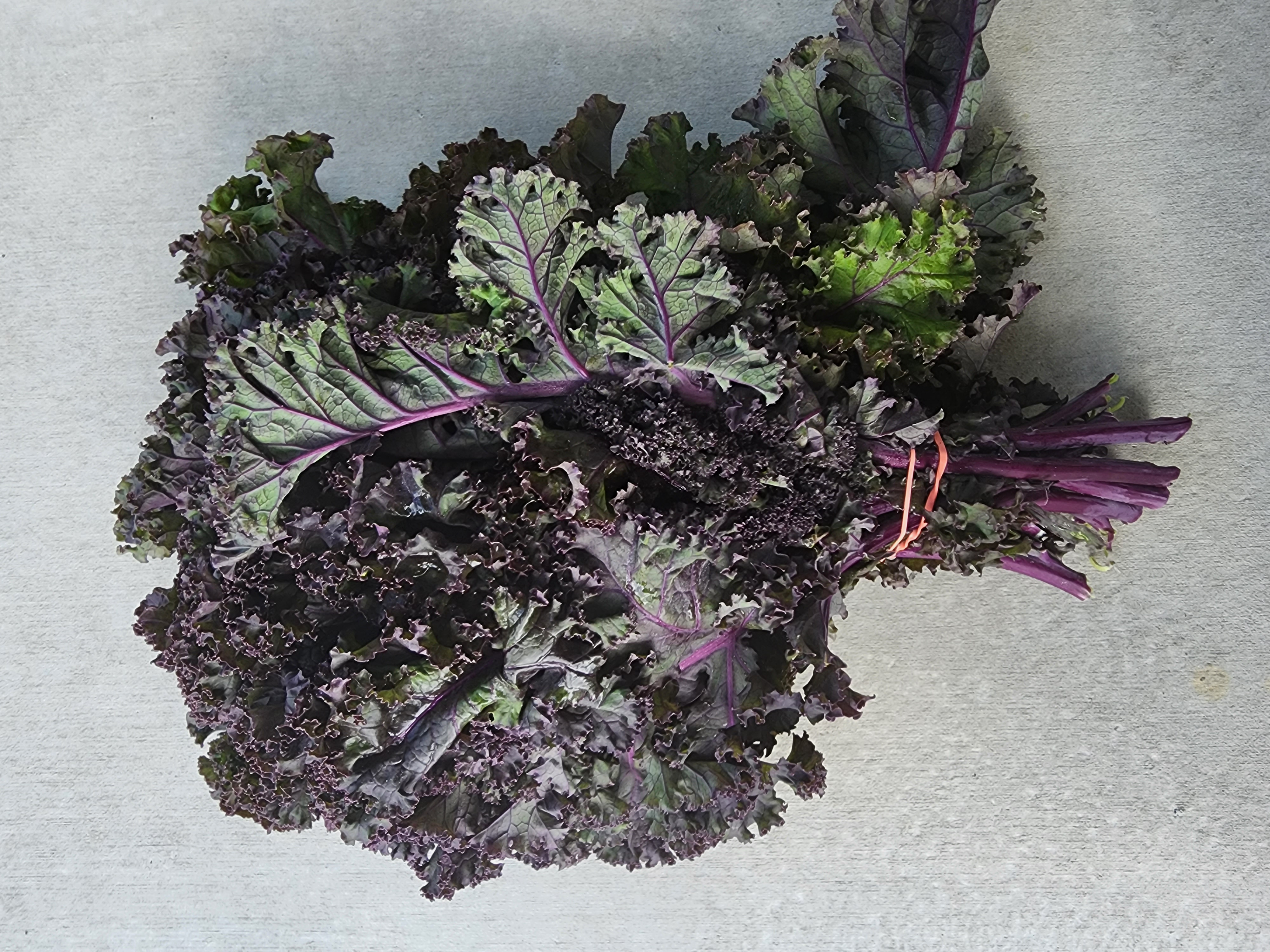 Bunch of Purple Kale