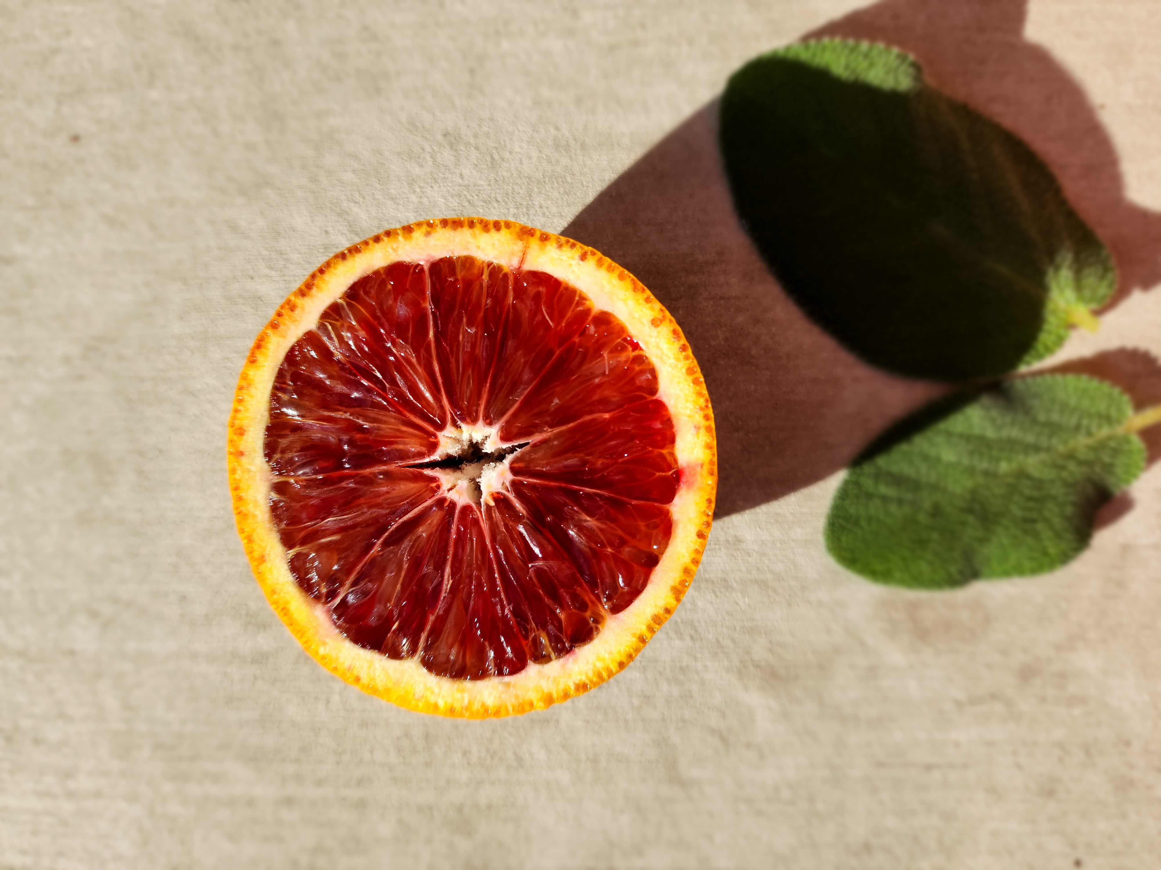 blood orange slice and 2 sage leaves in sunlight
