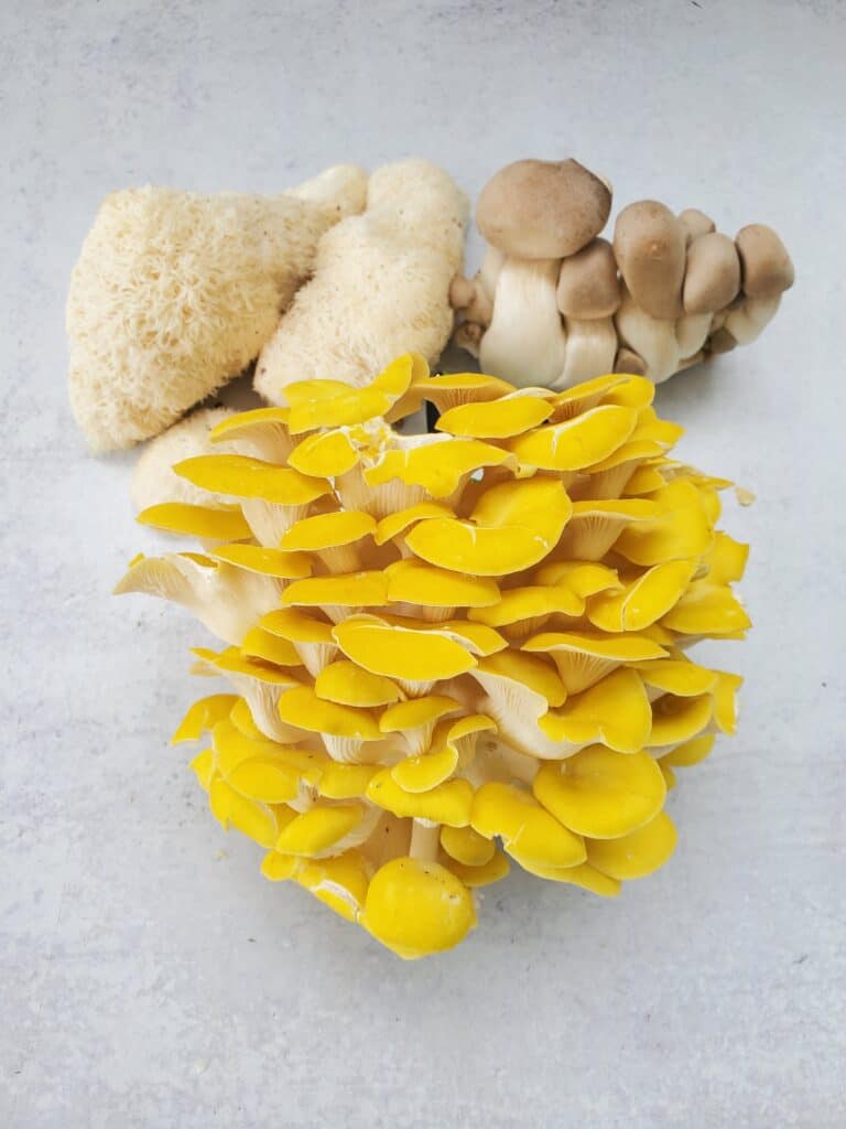 Mushroom Trio - Lion's Mane, Trumpet, Oyster Mushrooms