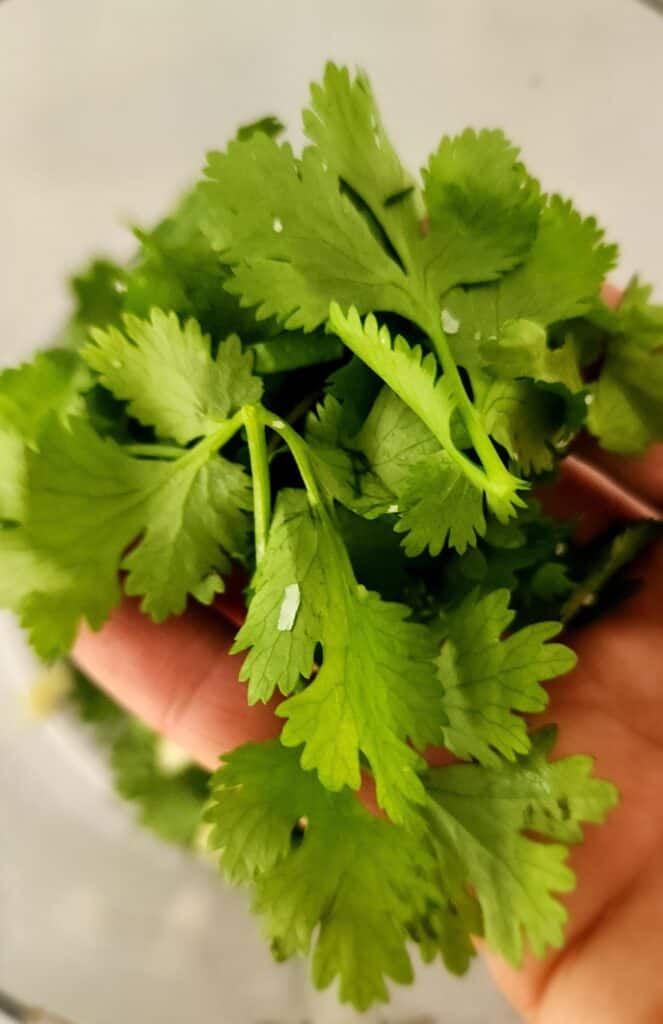 up close picture of cilantro leaves
