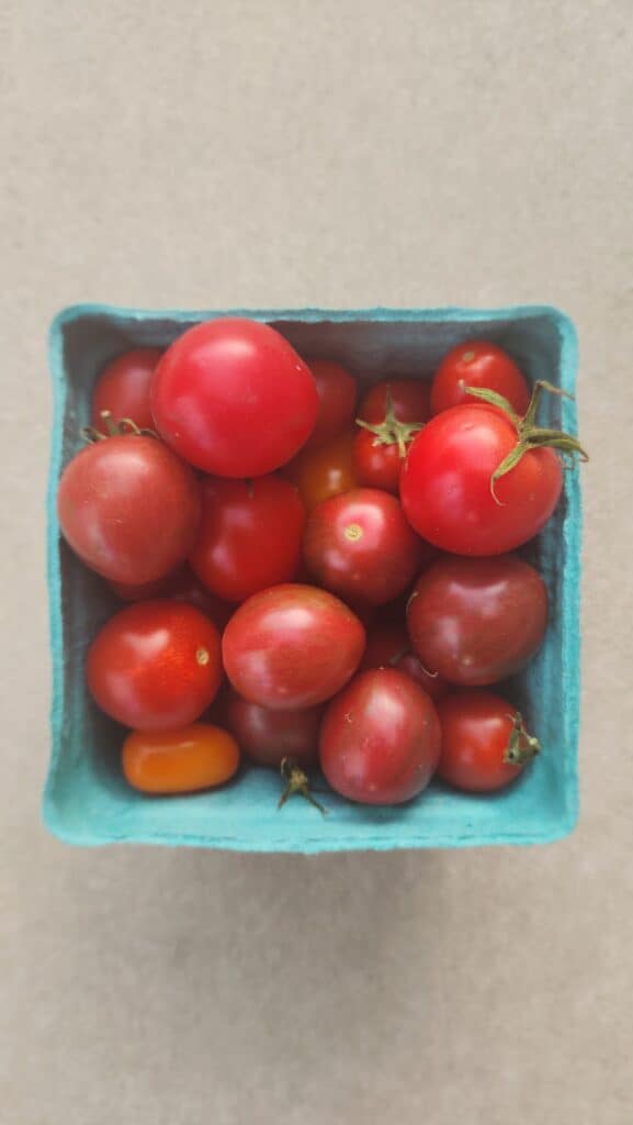 pint of summer's best tomatoes for panzanella salad