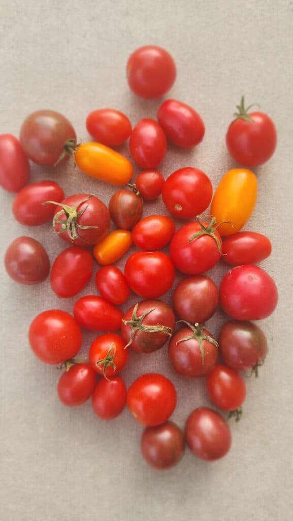 summer's best tomatoes all spread out