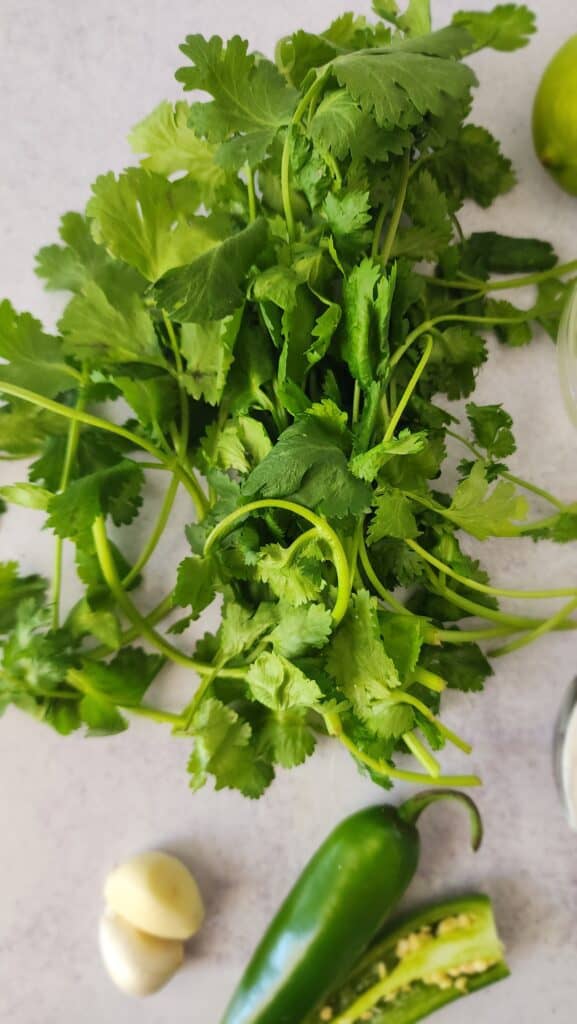 bunch of cilantro for cilantro jalapeño sauce
