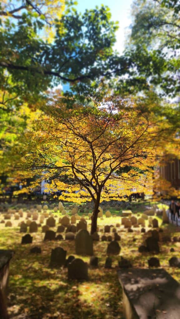 leaves changing color in Boston