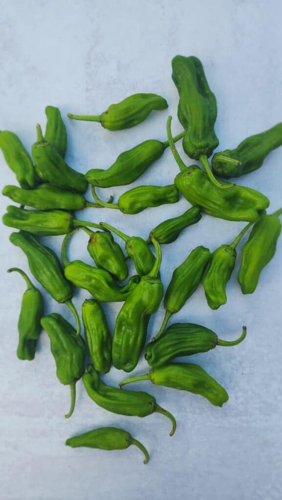 shishito peppers