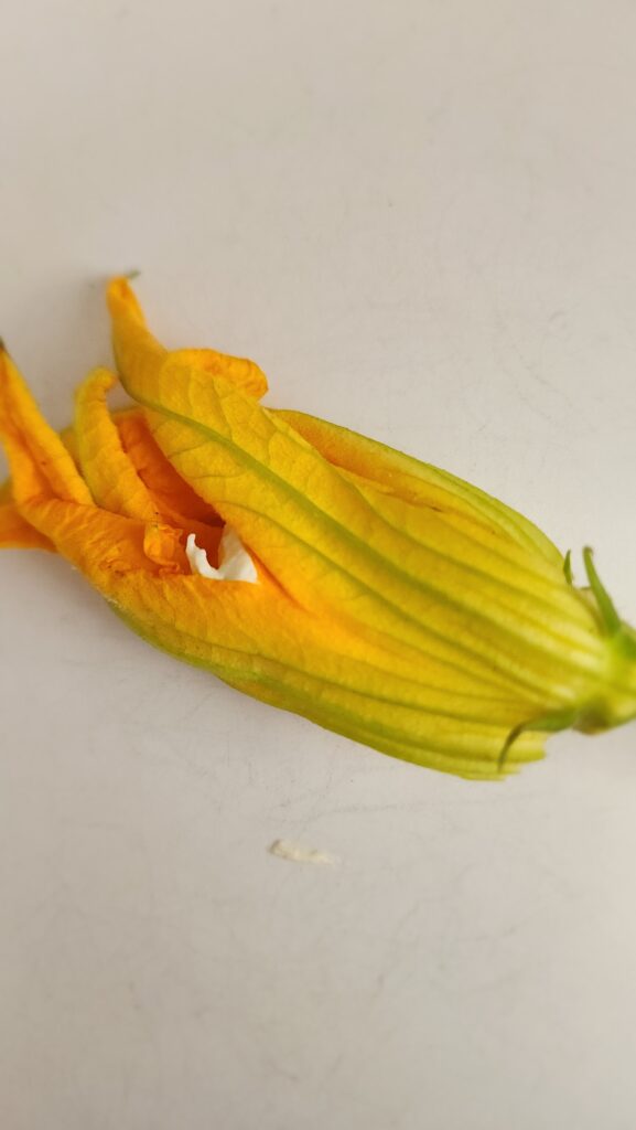 a squash blossom closed for Fried Stuffed Squash Blossoms