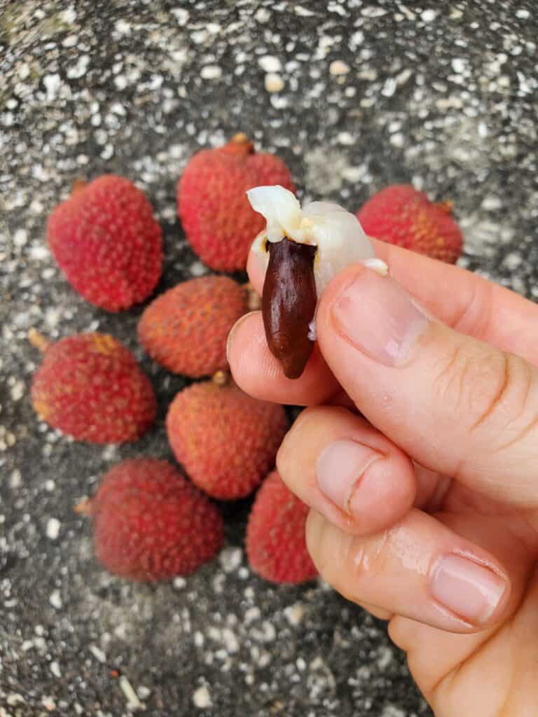 the seed of a lychee