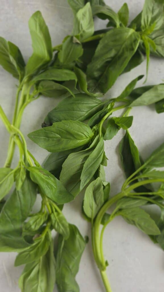 bunch of basil for basil oil
