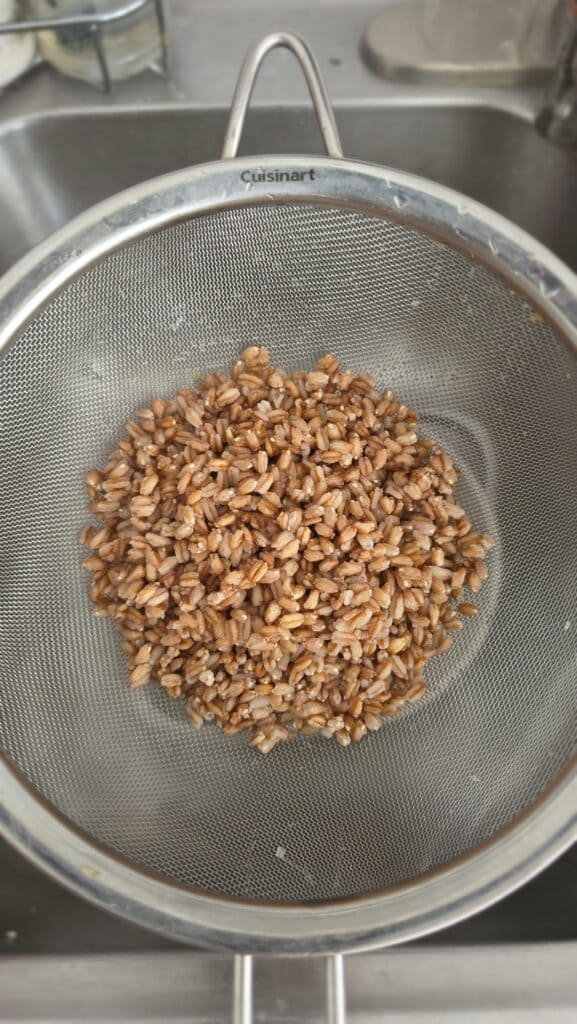 drained farro after cooking in a rolling boil